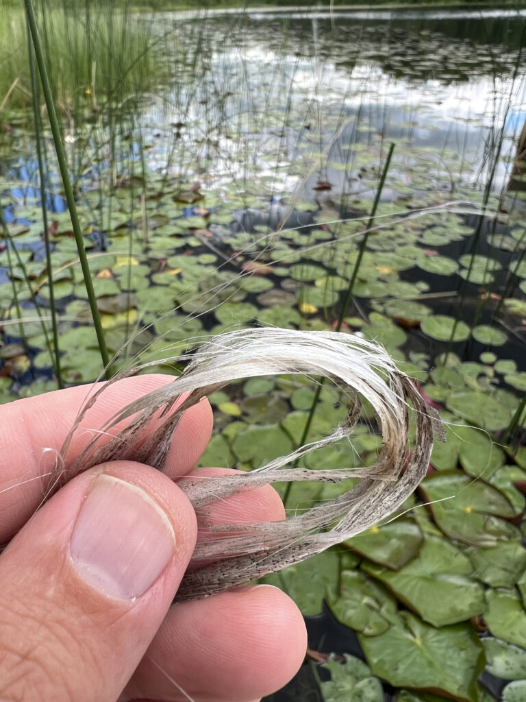 A hand grasping soft grey plant fibers in front of a pond backdrop.